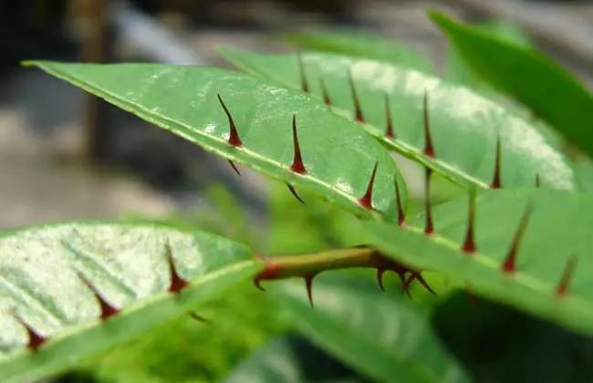 云南三七牙膏是国产品牌吗,草珊瑚牙膏是国产品牌吗