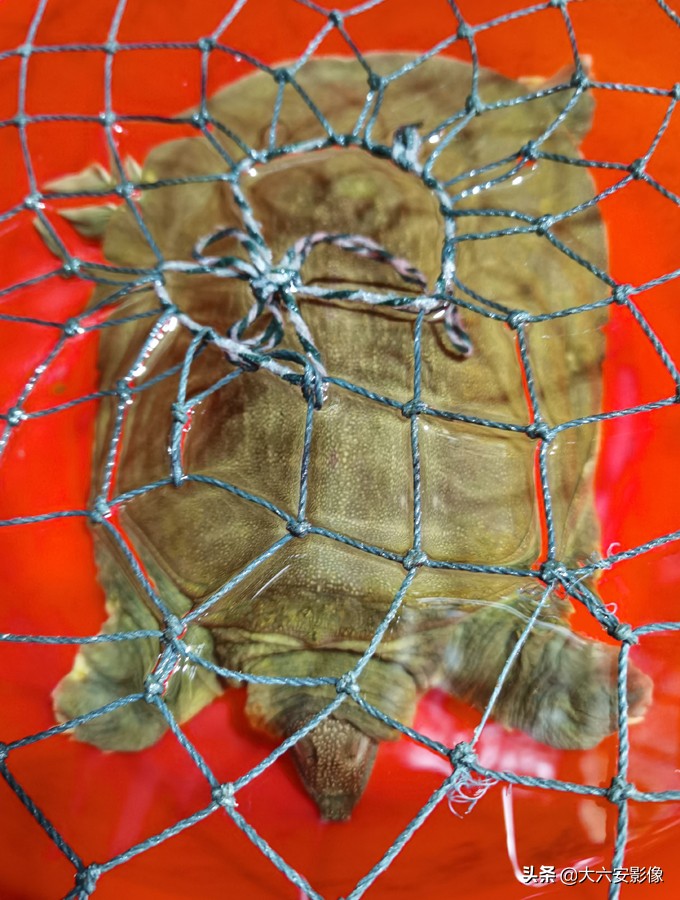 六安洞庭湖甲鱼,六安纯野生甲鱼