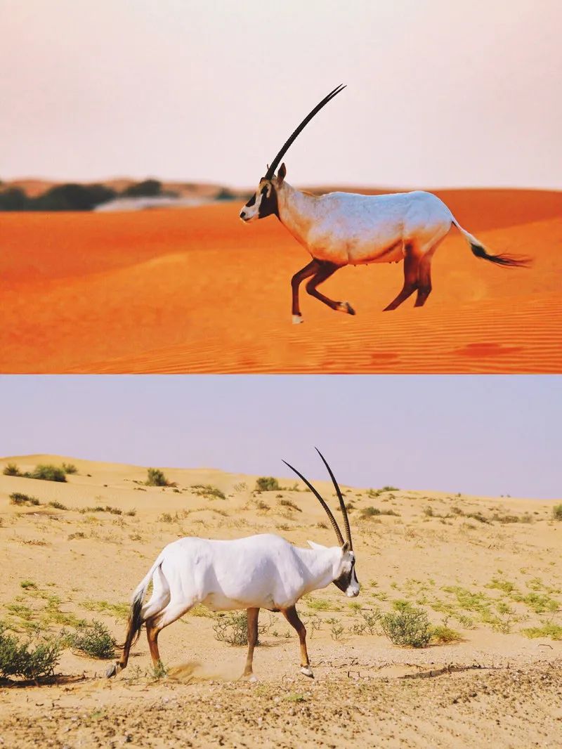 花了5.5w,只为在迪拜的沙漠里和羚羊相伴入睡