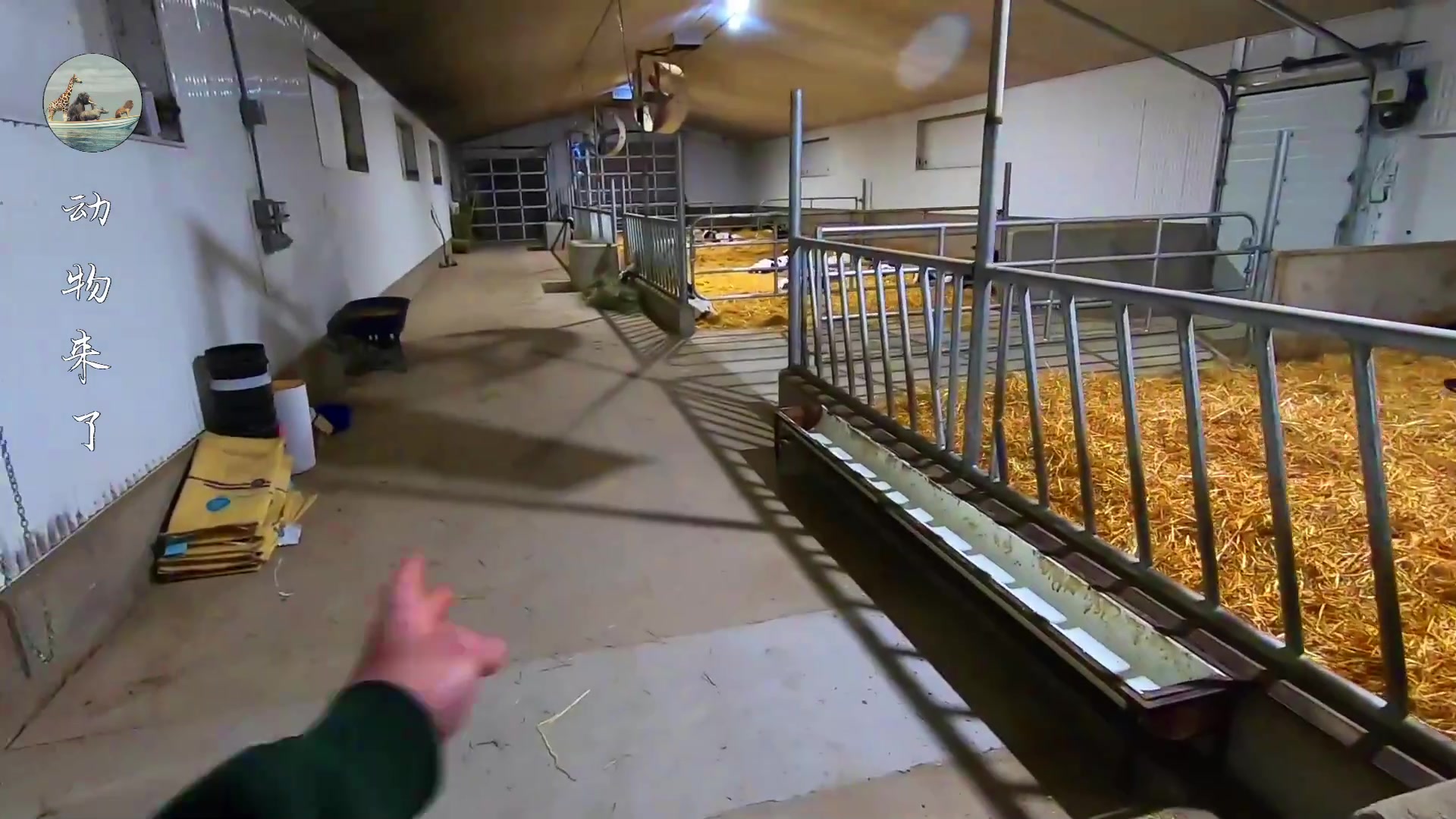 牛肉源头供应链怎样挣钱,养牛30年不赔钱的秘诀