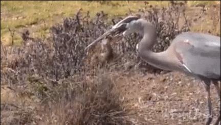 20张珍稀罕见动物照片,16张罕见的动物照