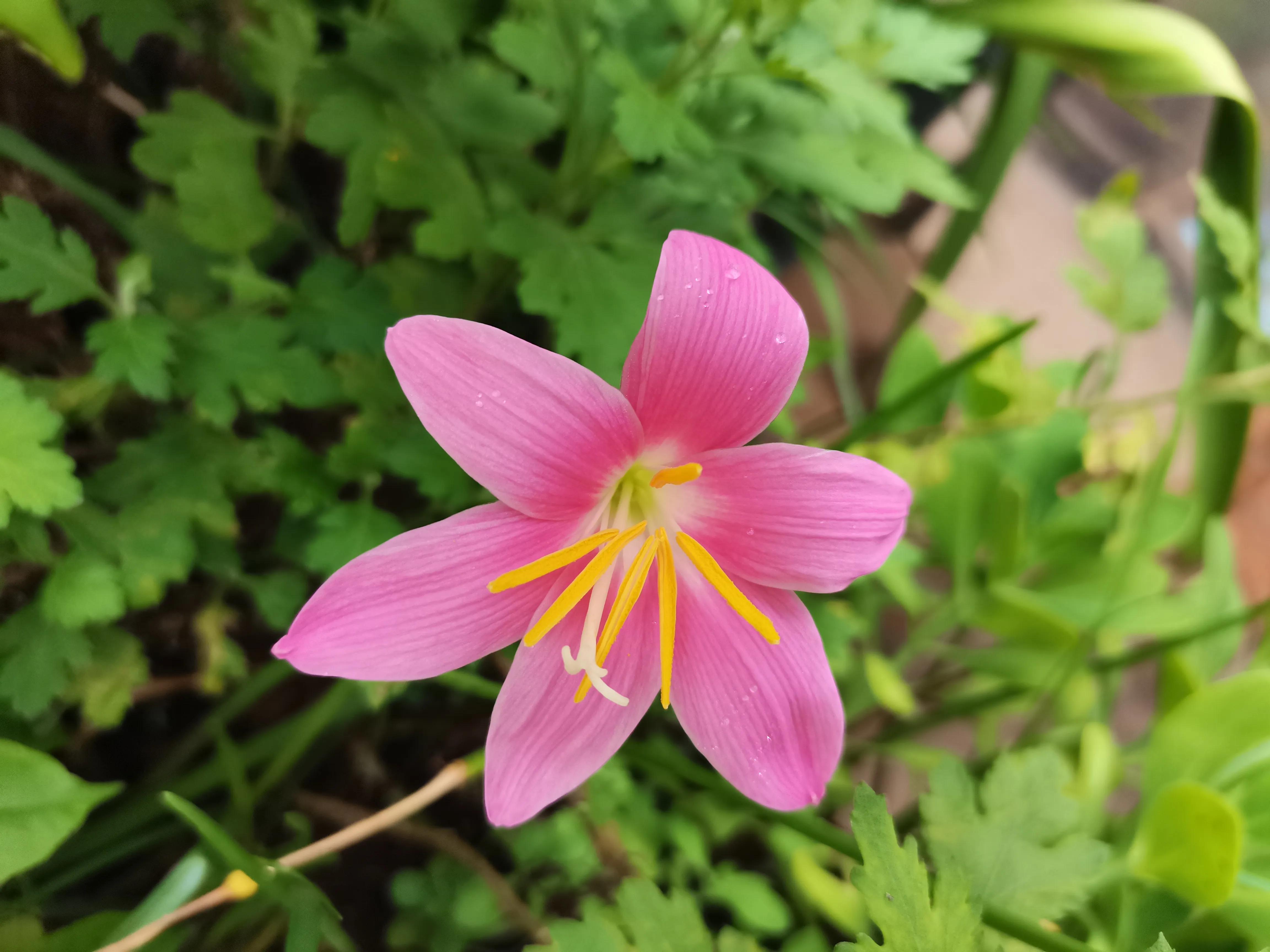 花园里的一年四季,春天花园里美丽景色