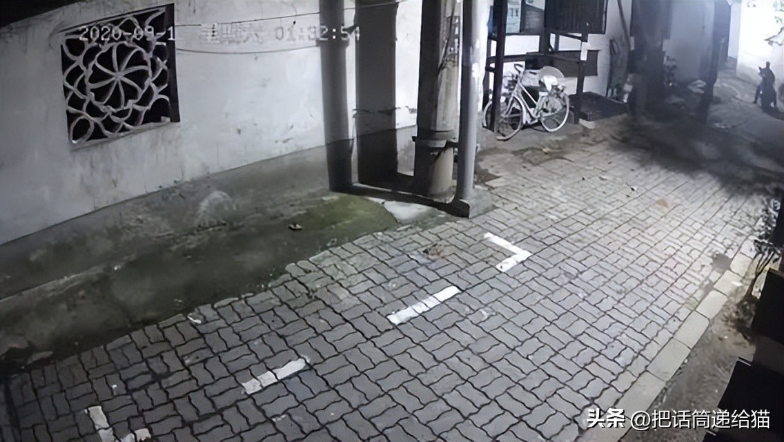 江苏偷猫事件,偷猫人被抓新闻