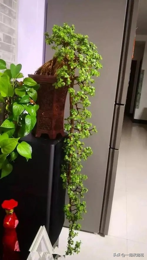 金枝玉叶盆景寓意大全欣赏,金枝玉叶老盆景怎么养