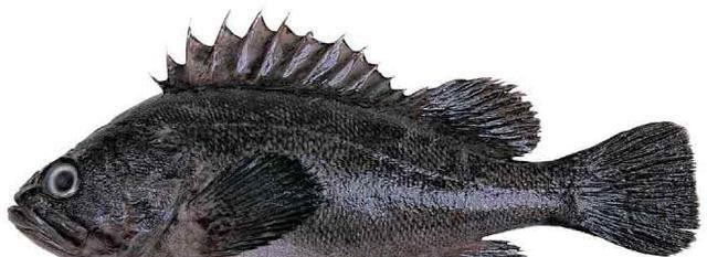 最常见的50种食用鱼吃法和价格,十种常用食用鱼类介绍