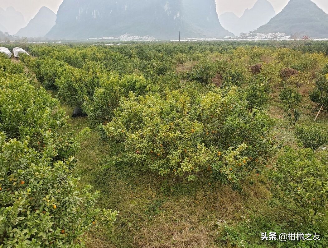 2020年柑橘果农增产不增收,柑橘市场低迷低成本种果