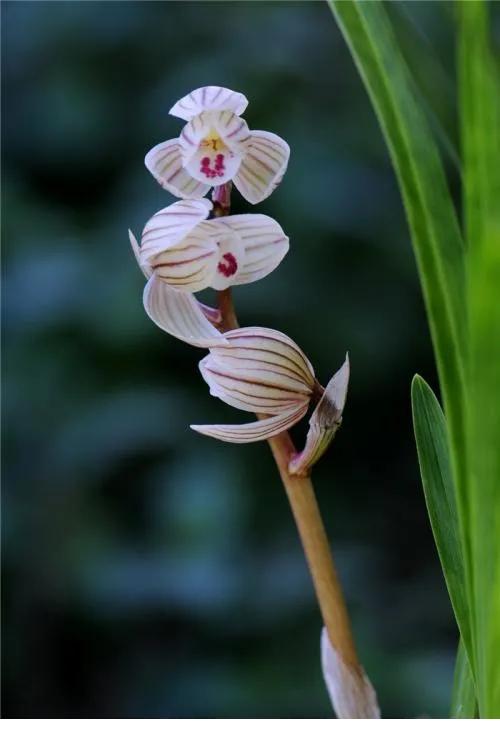 十种最有名的兰花图片,最美的100种兰花图片