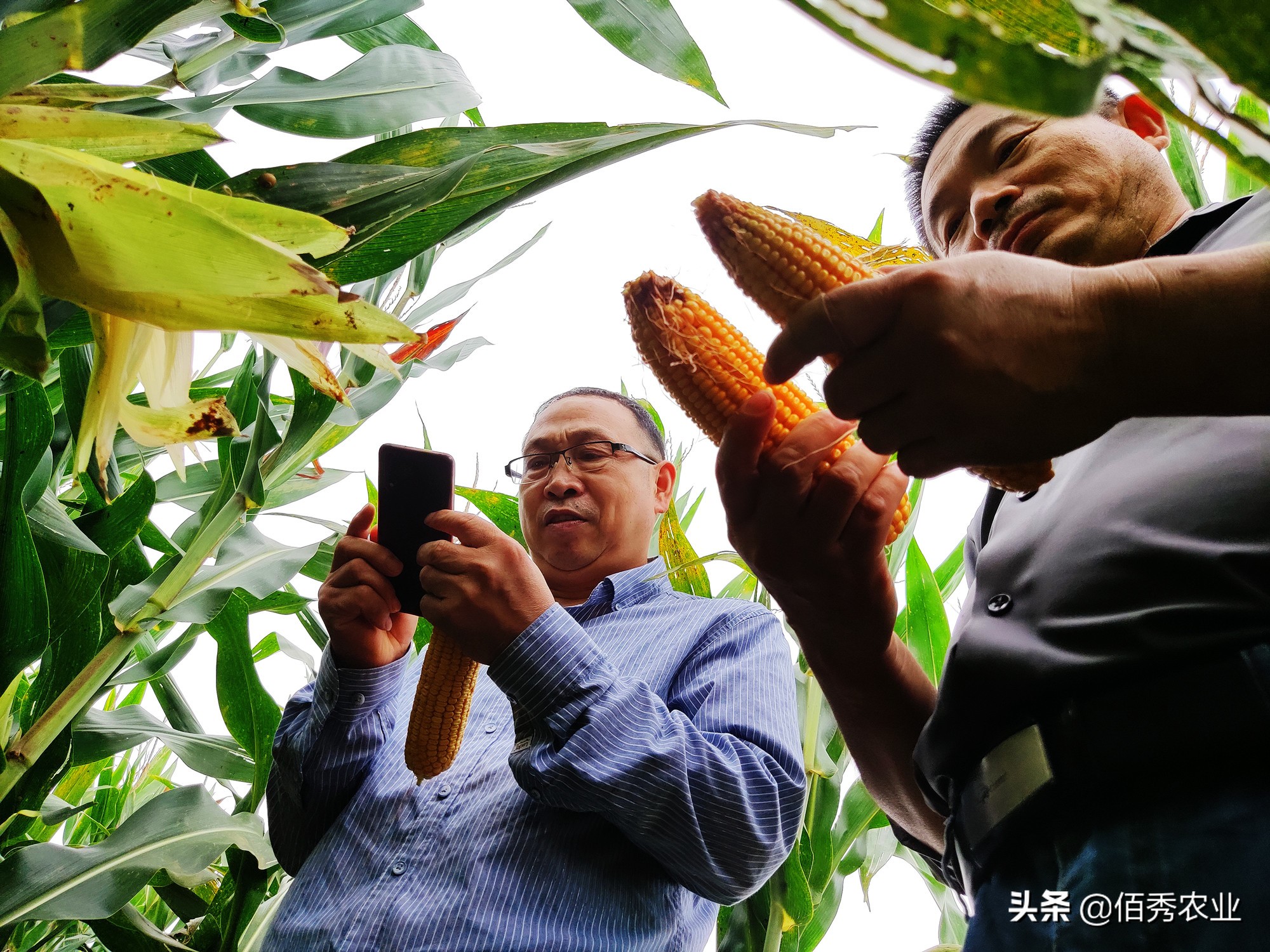 农资店玉米品种介绍,2023年抗锈病玉米种排名列表