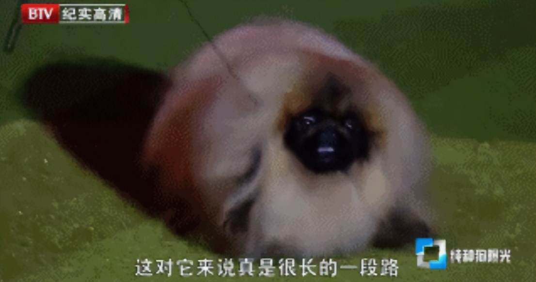 关于对狗肉的看法,关于对狗的评价