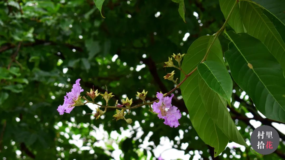 「大花紫薇」注意，紫色系大花再度出没