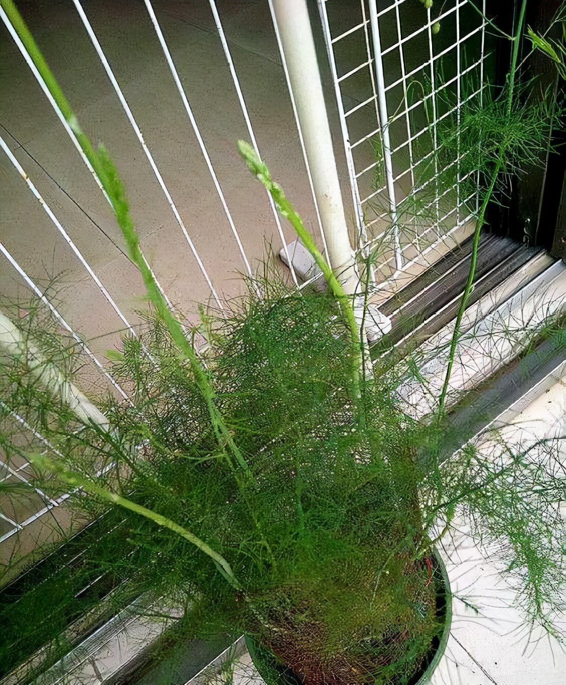 奶奶家带回一包“黑籽粒”,1把撒在花盆里,20天冒出大片芦笋来