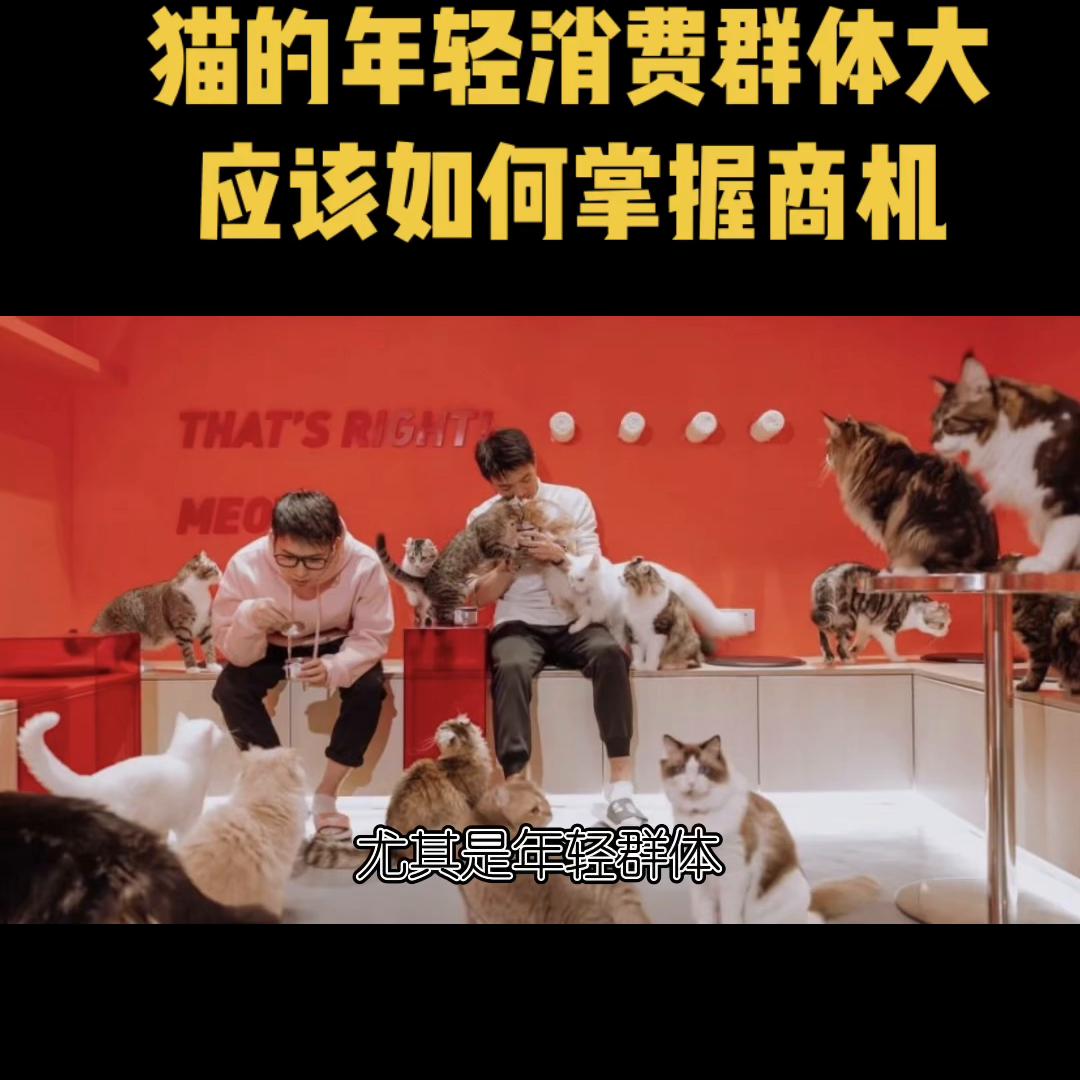 猫市场怎么买猫不被坑,宠物市场挑猫的正确方法