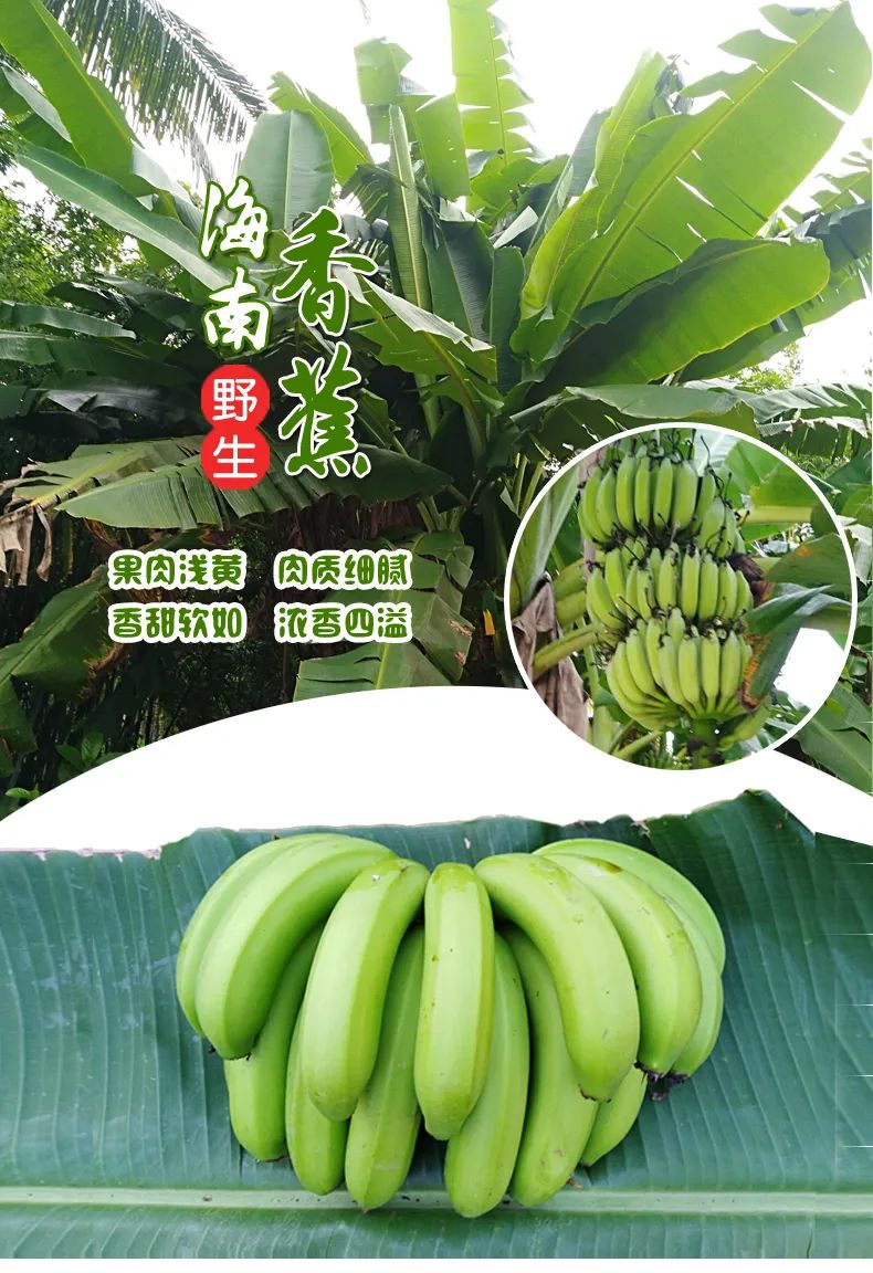 海南2025年封关对农业的影响,海南封关后对农产品影响