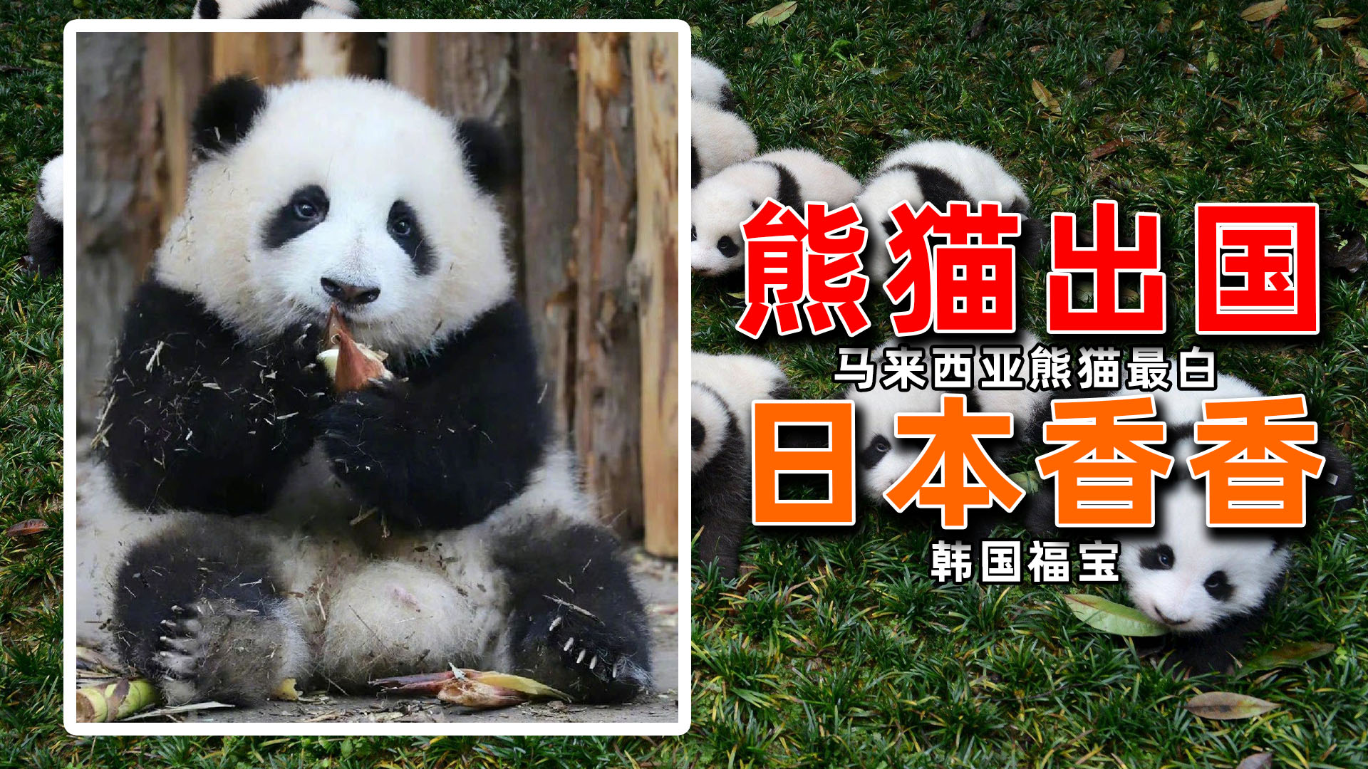 福宝和香香熊猫,熊猫丫丫在美国受到什么待遇