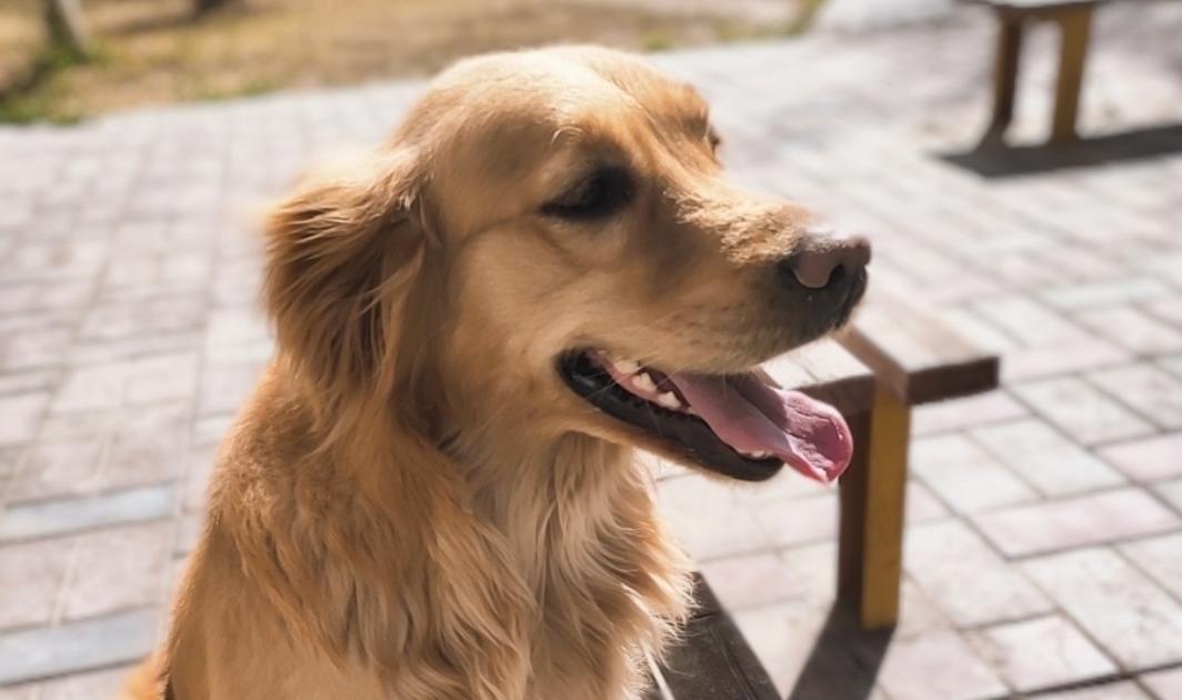 金毛在一个多月时，应该如何喂养？各年龄段应该怎样进食？