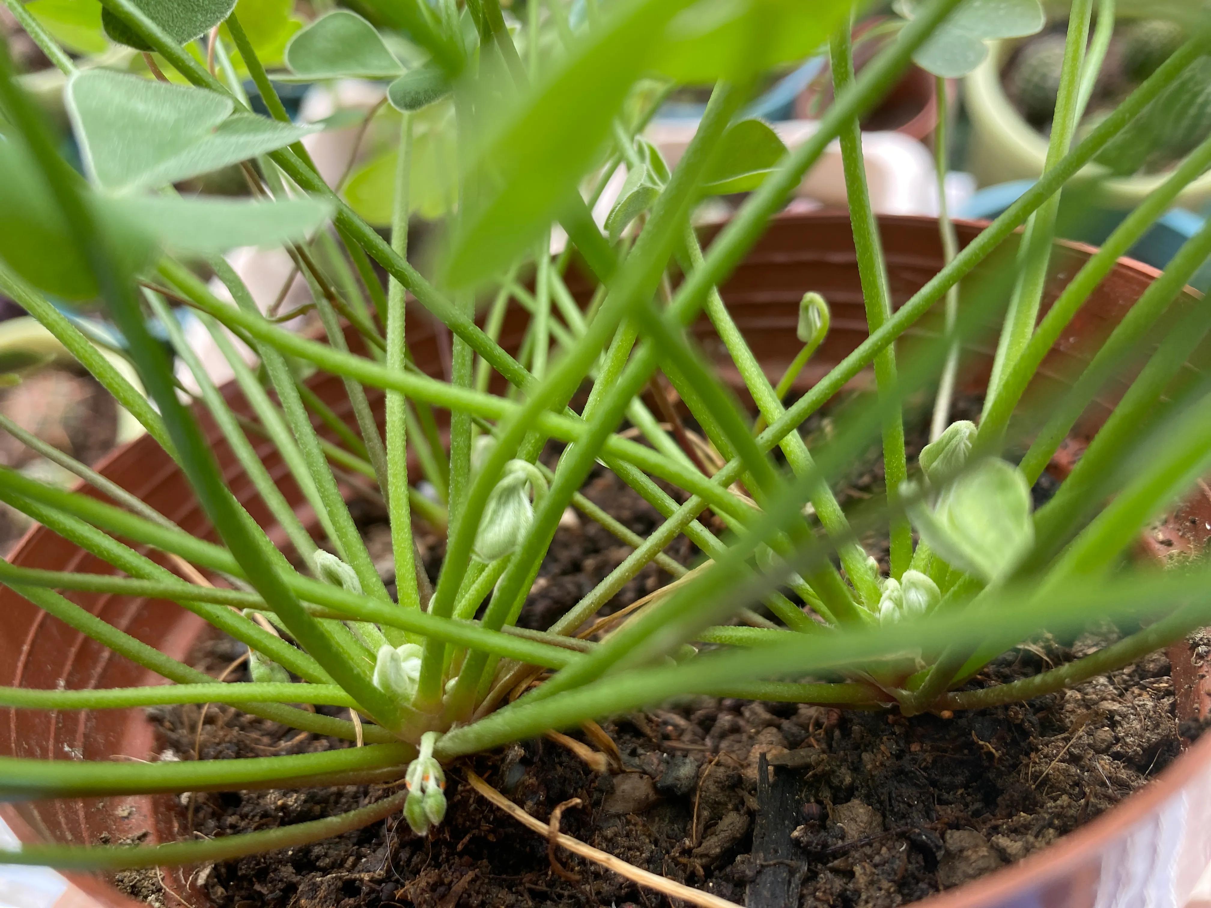 酢浆草起死回生记