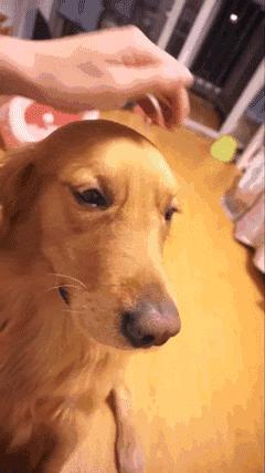 大型犬真的让人很有安全感,建议女生养的大型犬有安全感