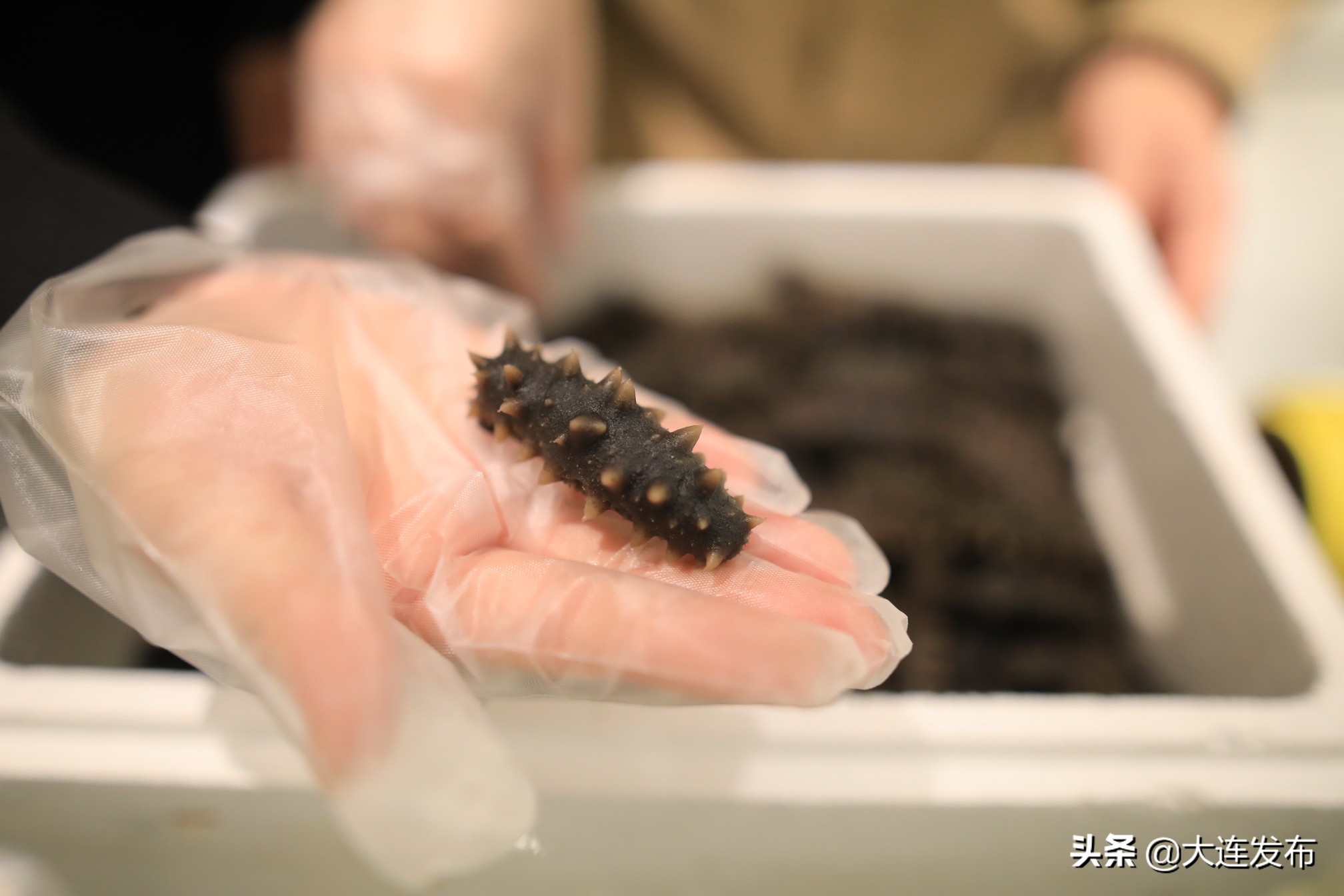 2024第二届海参节,海参节抢购