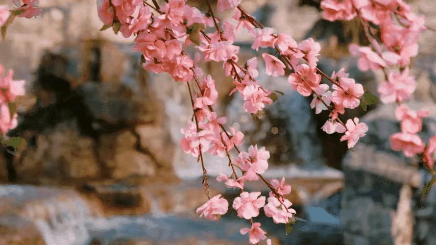 庚子日柱2023年癸卯年运势,癸卯年2023年哪个月出生最好