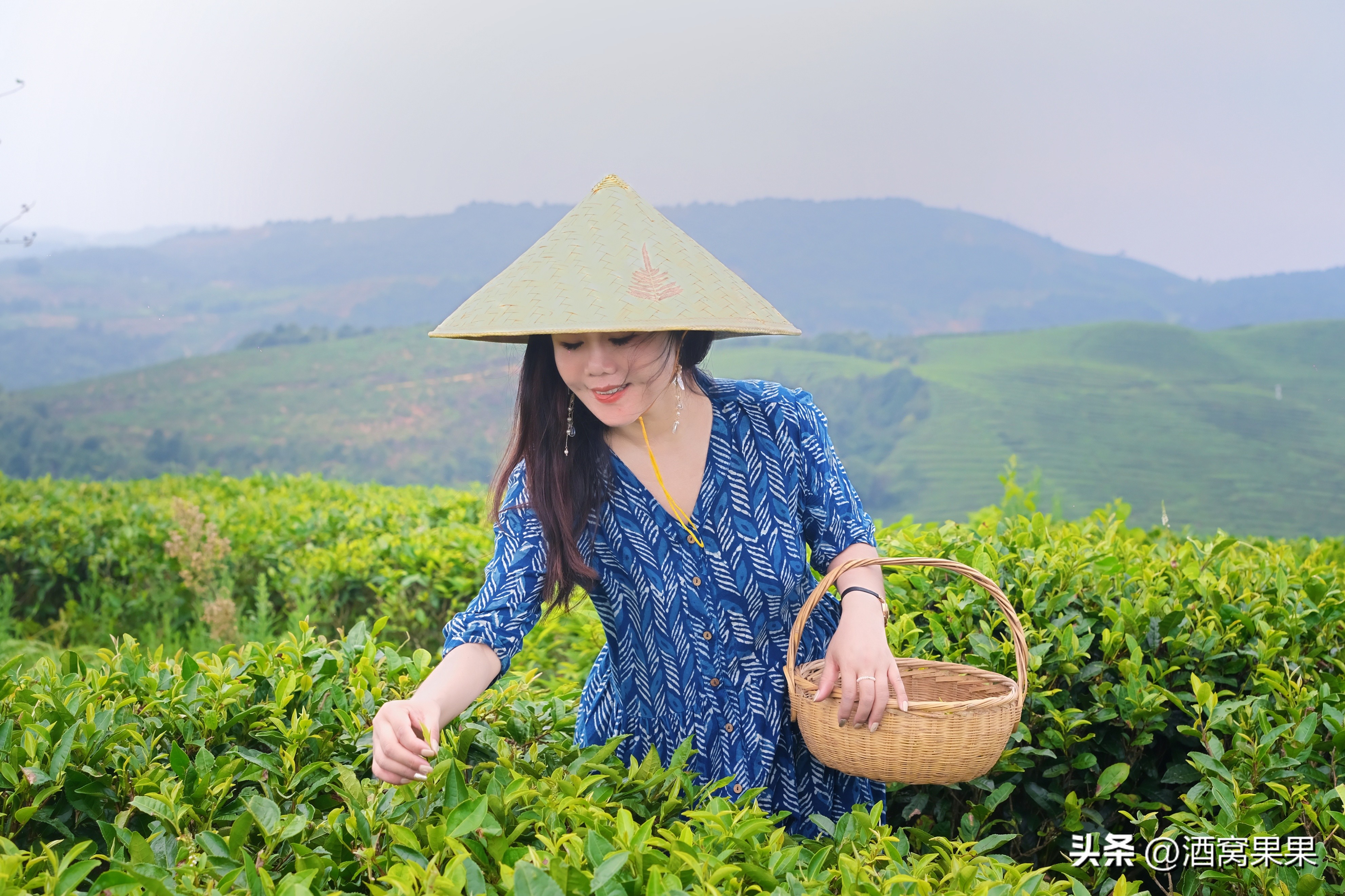 福鼎两天一夜旅游攻略,福鼎茶漫步茶园体验采茶之旅