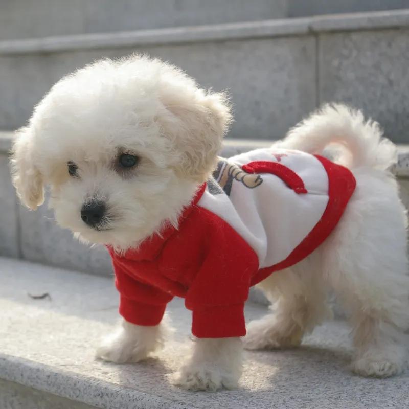 比熊真菌感染脚臭怎么办,比熊脚臭不敢走路怎么办