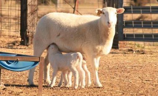 母羊生小羊的前兆？母羊怎样生小羊？如何接生小羊羔？本文告诉你