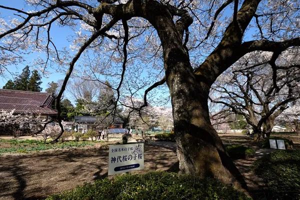 【说说日本的三大樱、五大樱以及观赏期推荐、交通路线介绍】