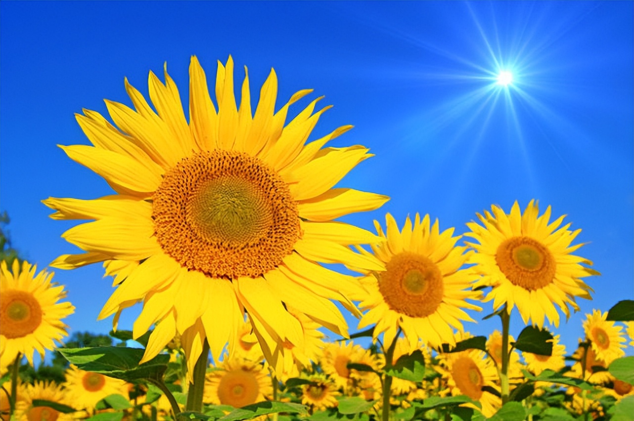 什么样的梦才能算是梦中梦,好梦代表什么预兆