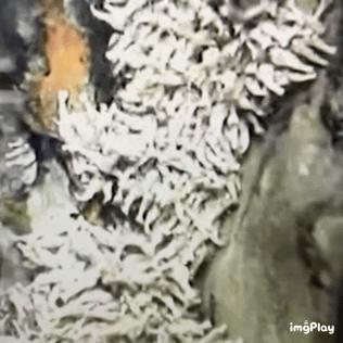 海底火山口的虾不能煮熟吗,450度虾能煮熟吗