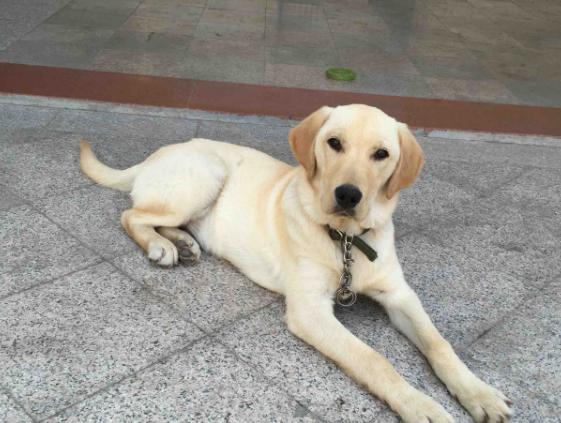 养一个星期的狗送人它会伤心吗,养了挺久的小狗突然躲起来不理人