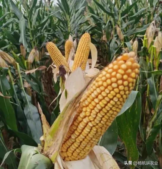 玉米高产品种亩产多少斤,玉米怎么能亩产2500斤