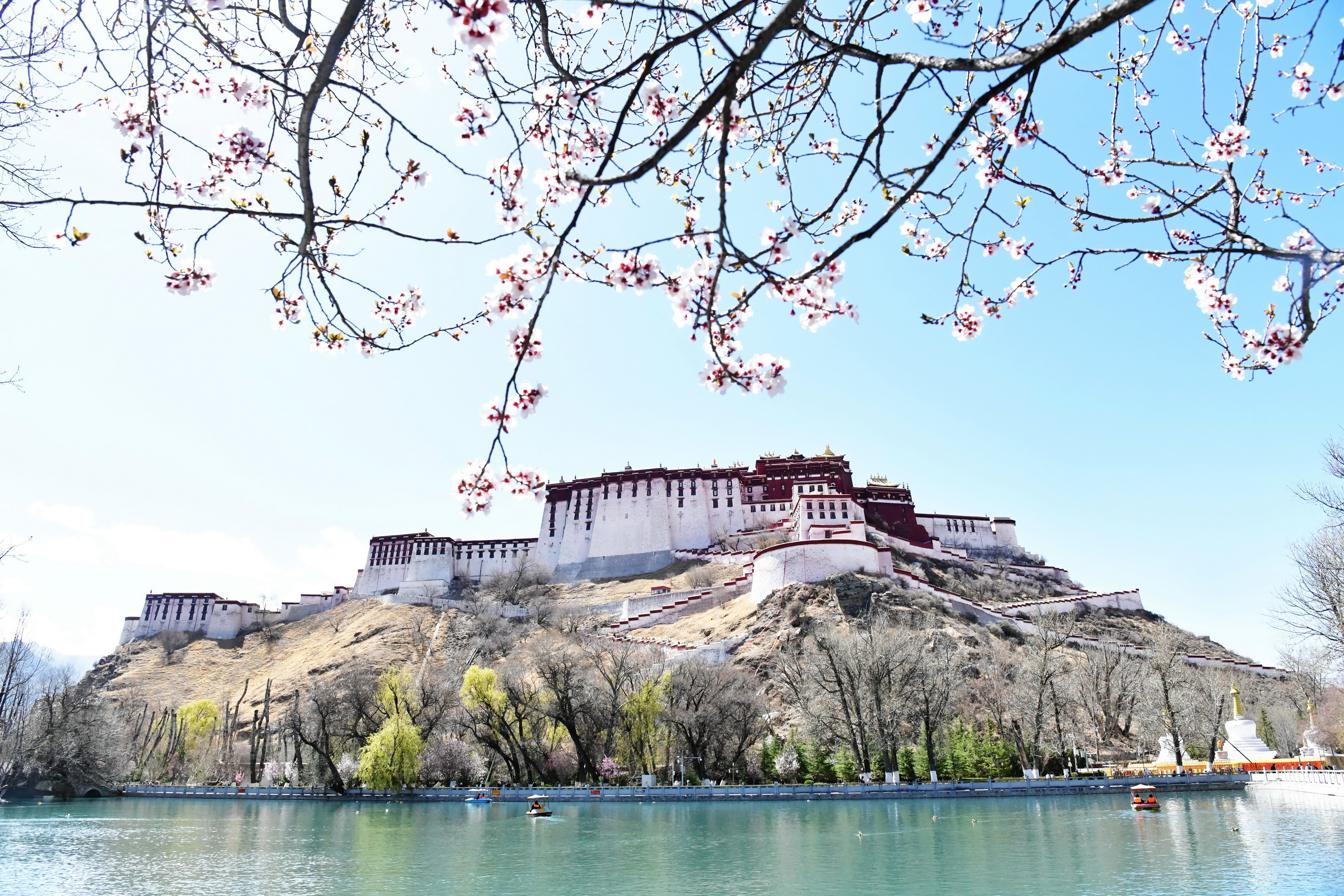 雪域林芝桃花图片 (在雪域江南西藏林芝邂逅漫山桃花)