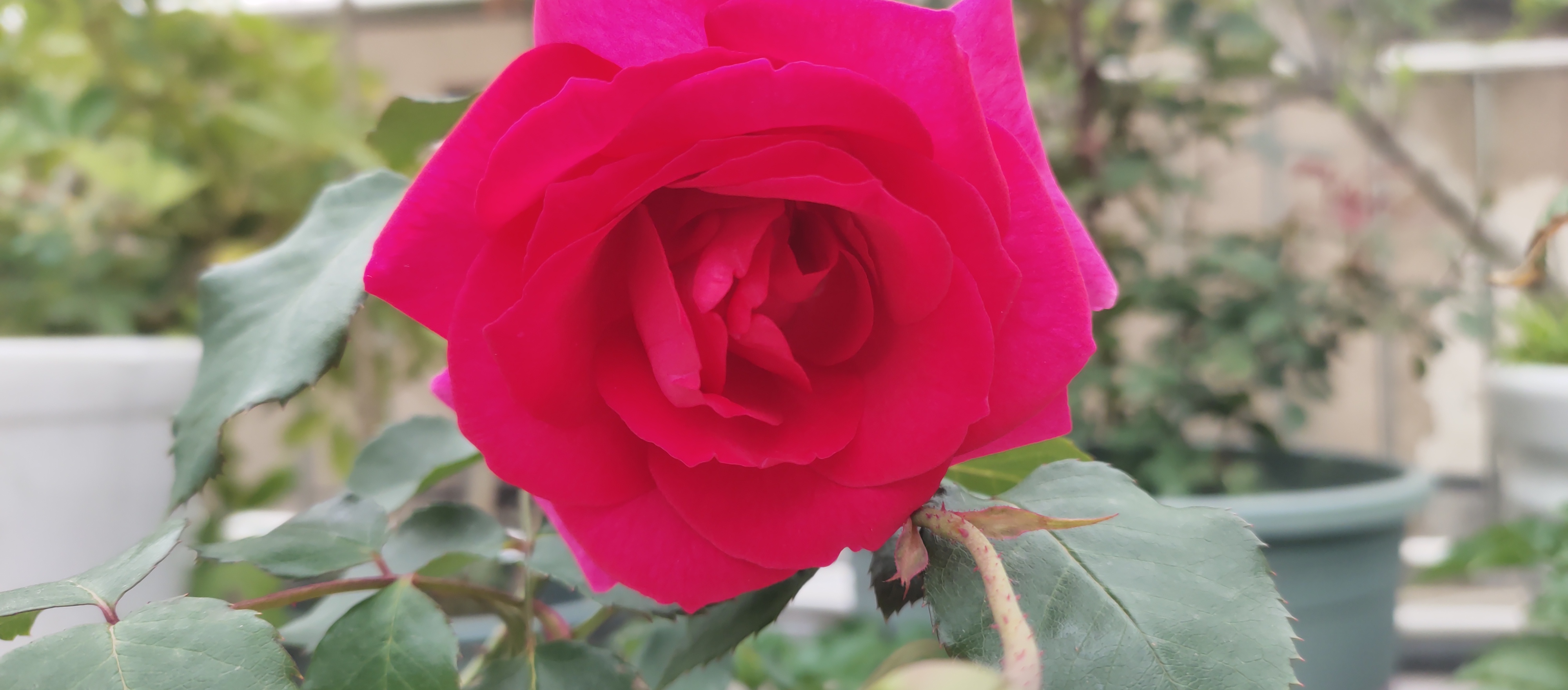 婆婆当众羞辱儿媳妇,婆婆当众羞辱儿媳一家还扇她巴掌