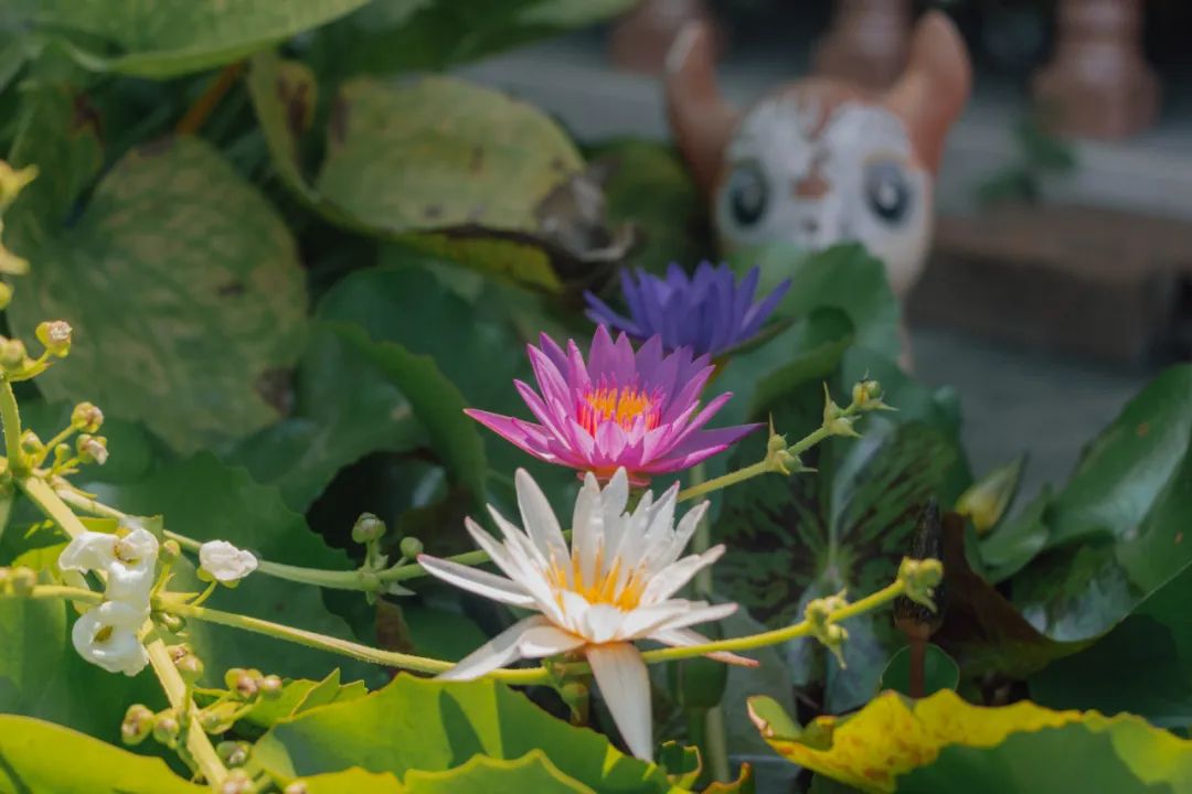 鍘绘嘲鍥芥浖璋峰拰鑺彁闆呯殑鏀荤暐,鍘绘嘲鍥界帺杞浖璋疯姯鎻愰泤