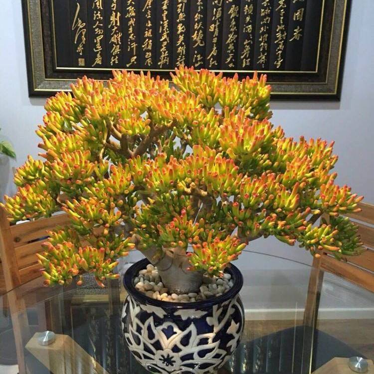 客厅有树十有九富家里养一盆,客厅养树十有九富