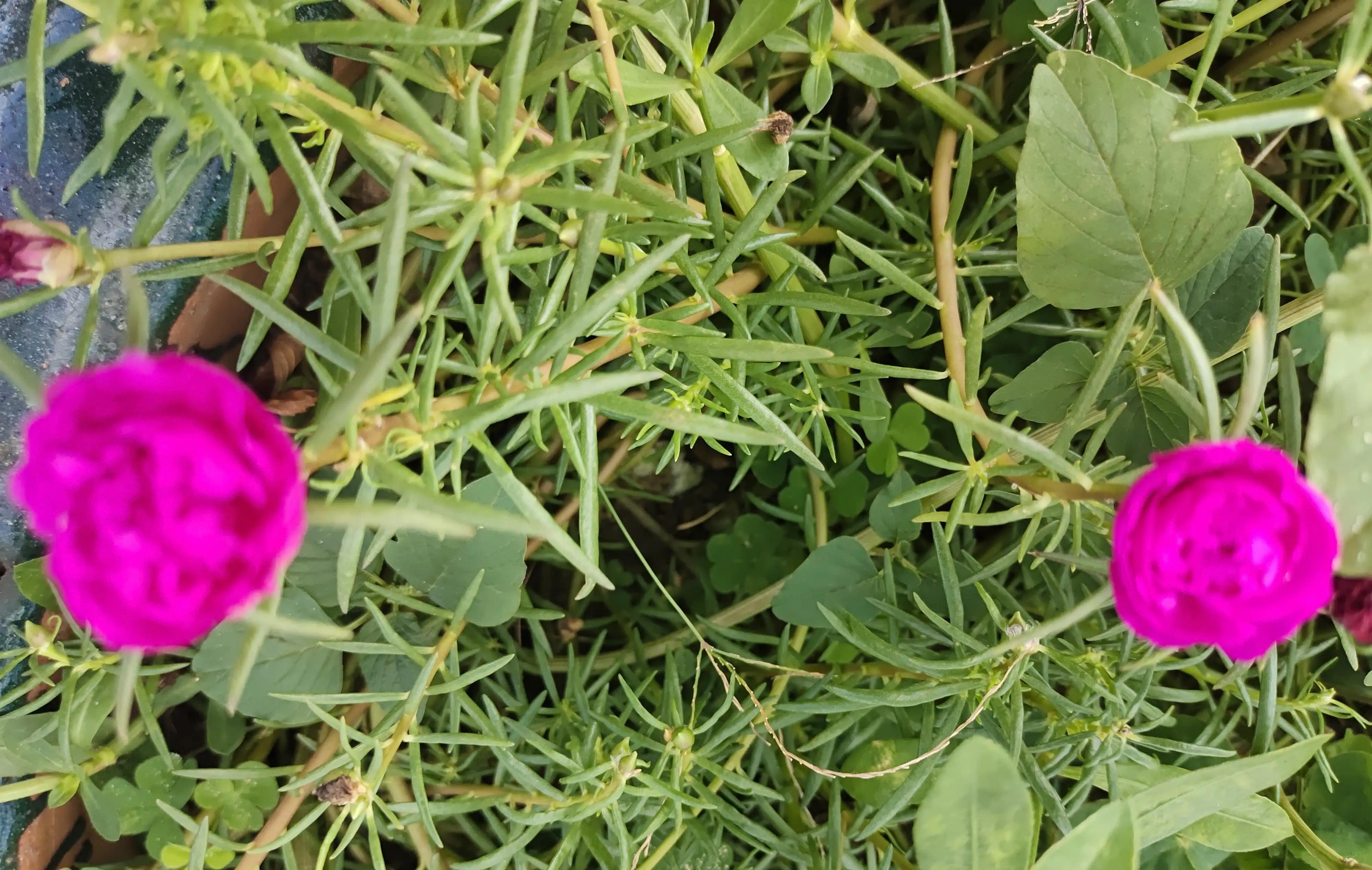 十天不在家里绿植怎么浇水,十天不浇水会死吗