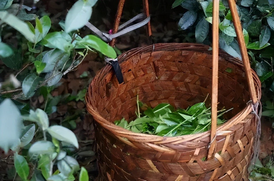 岩茶肉桂水仙大红袍区别,武夷岩茶大红袍肉桂水仙区别