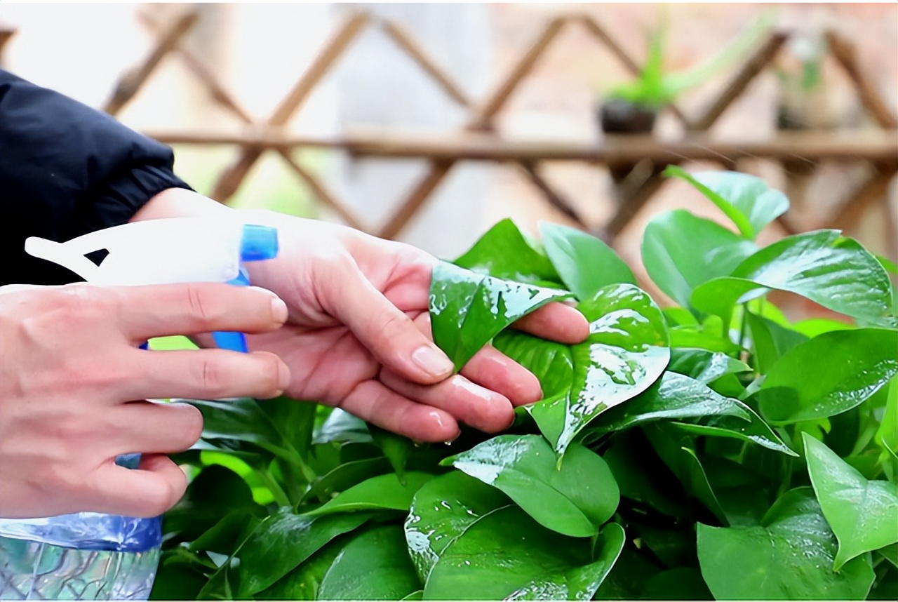 用啤酒浇花容易生虫子么,用啤酒浇花适合哪几种花