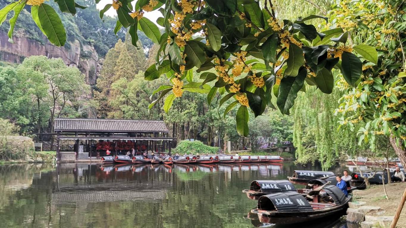 又是一年秋意浓赏桂正当时,金秋赏桂中秋到来之际