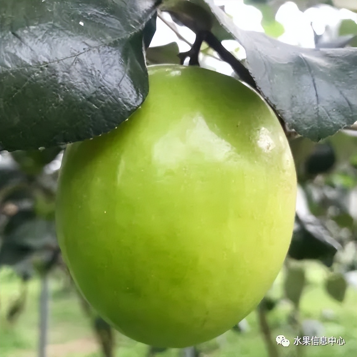 牛奶枣大青枣,牛奶枣和大青枣哪种好吃