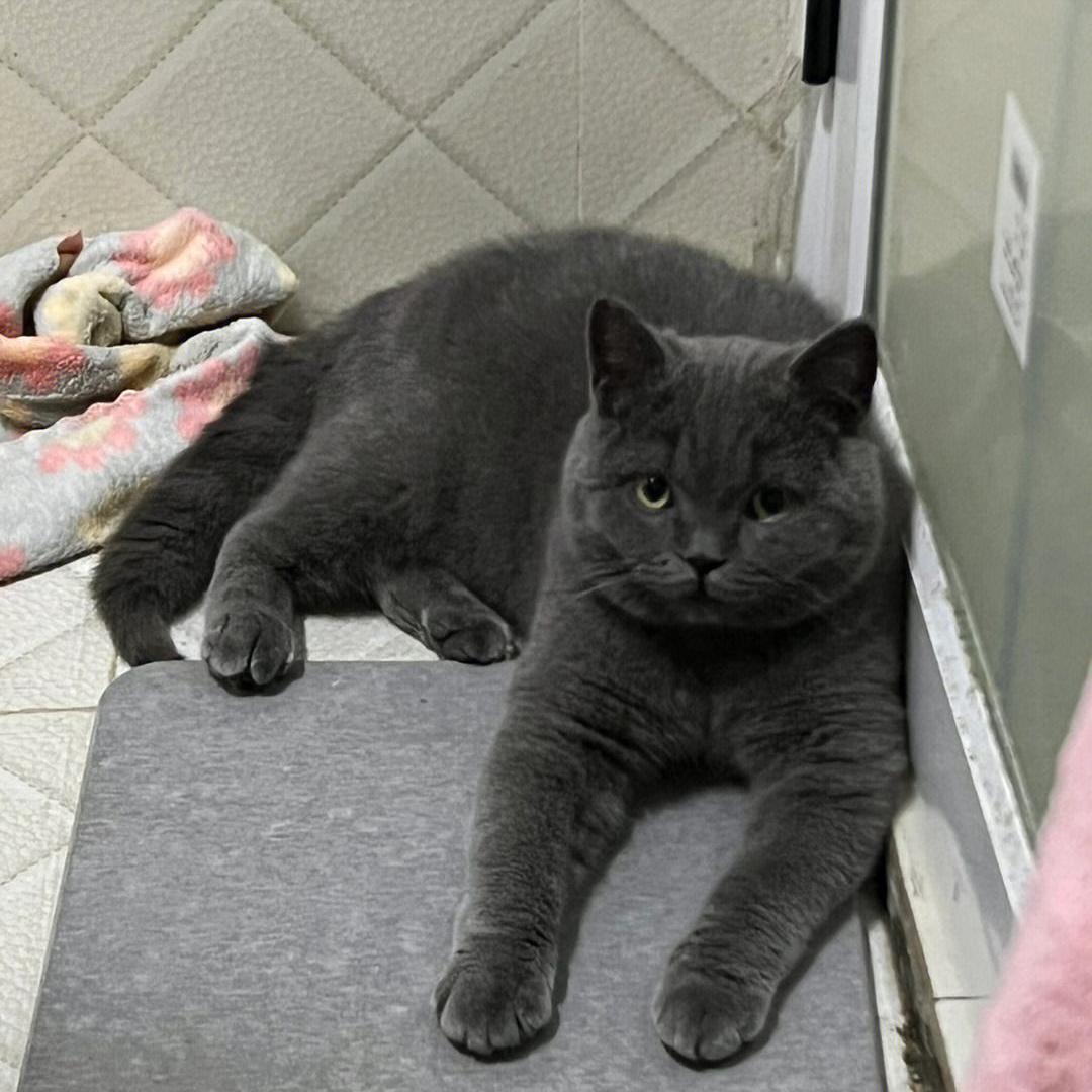 蓝猫是怎样保护主人的,蓝猫是不是不能常常摸