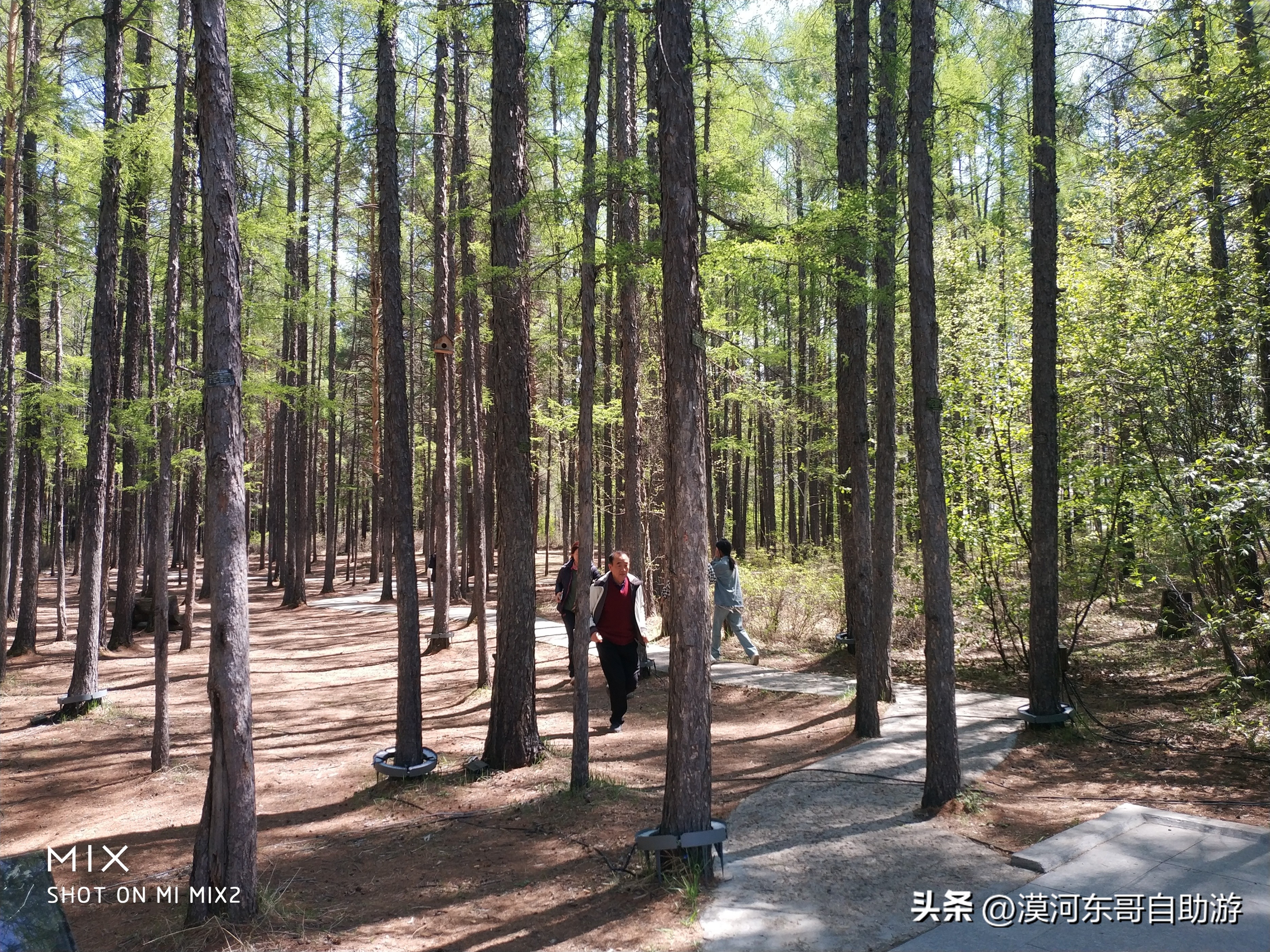 带你去看杜鹃花完整版,漠河旅游攻略一览表