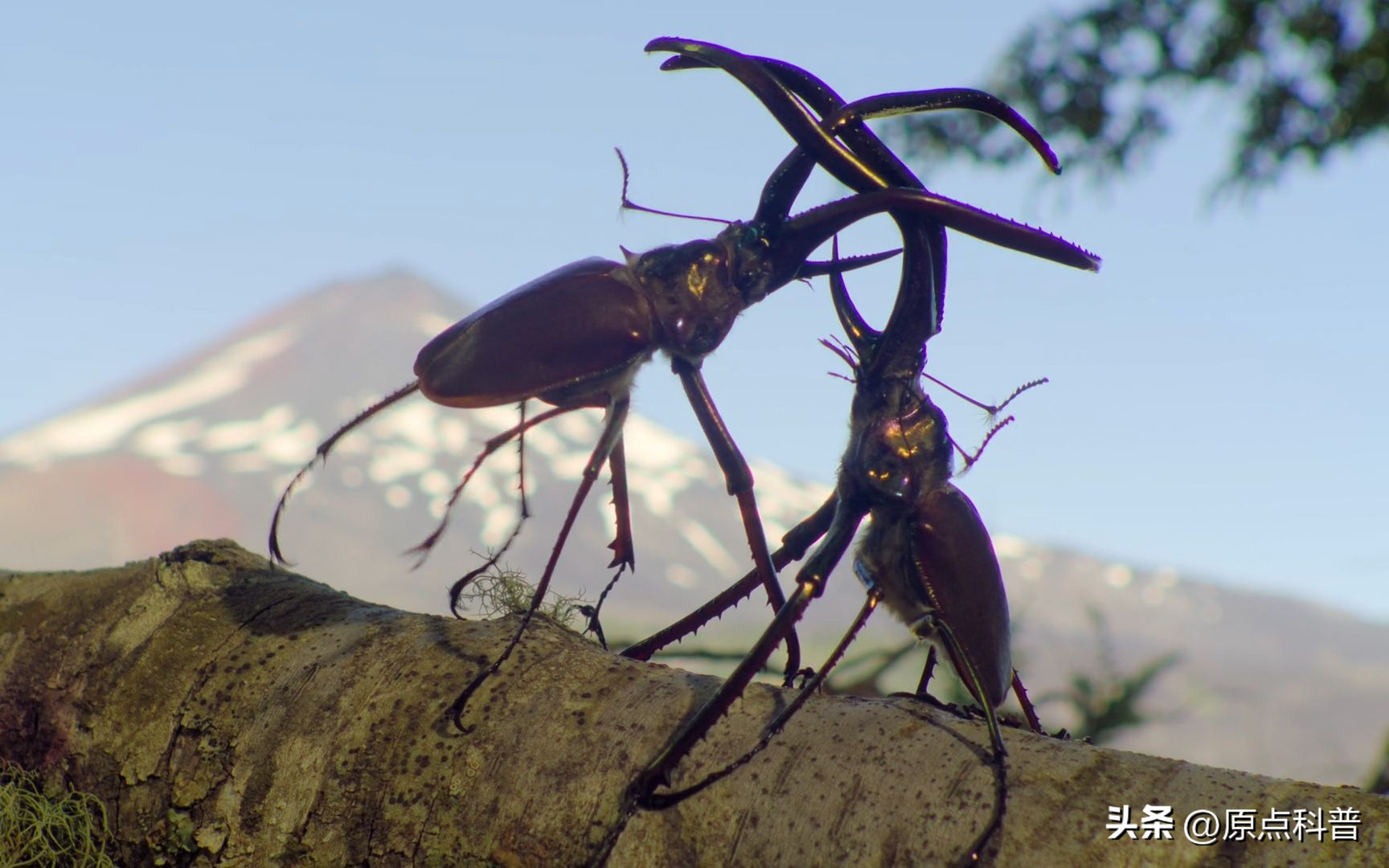 盘点农村小时候常玩的十个昆虫,盘点童年玩过的十种昆虫