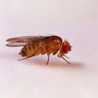 家里经常出现的小虫子有哪些,最近家里总是出现那种小虫子