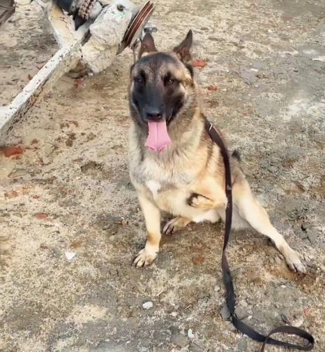 警犬巴顿有多凶猛,帅网红警犬巴顿训练视频