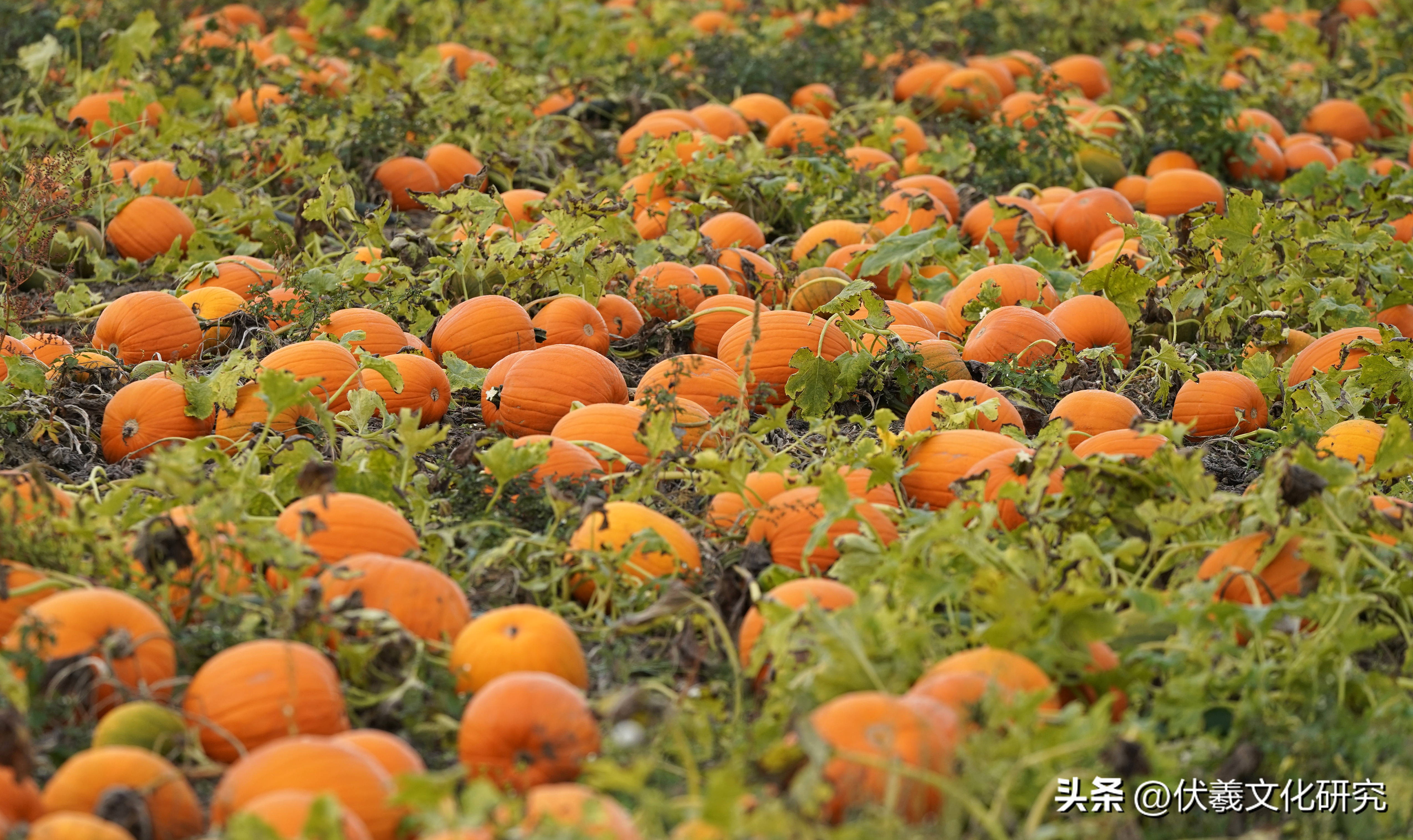 微山湖药用植物,微山中药材