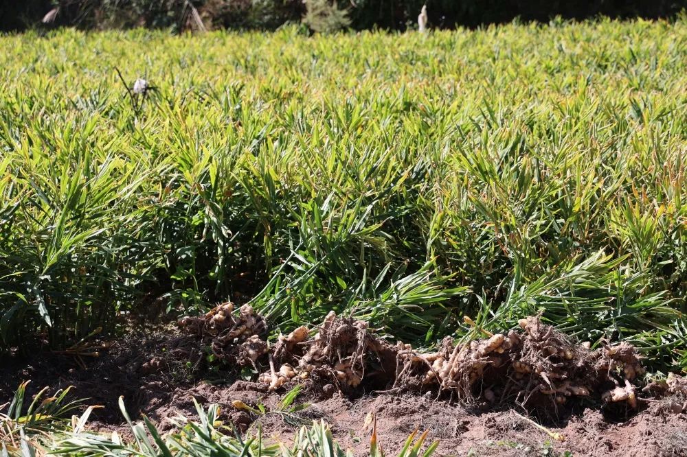 姜来可期什么意思,科技赋能姜来可期