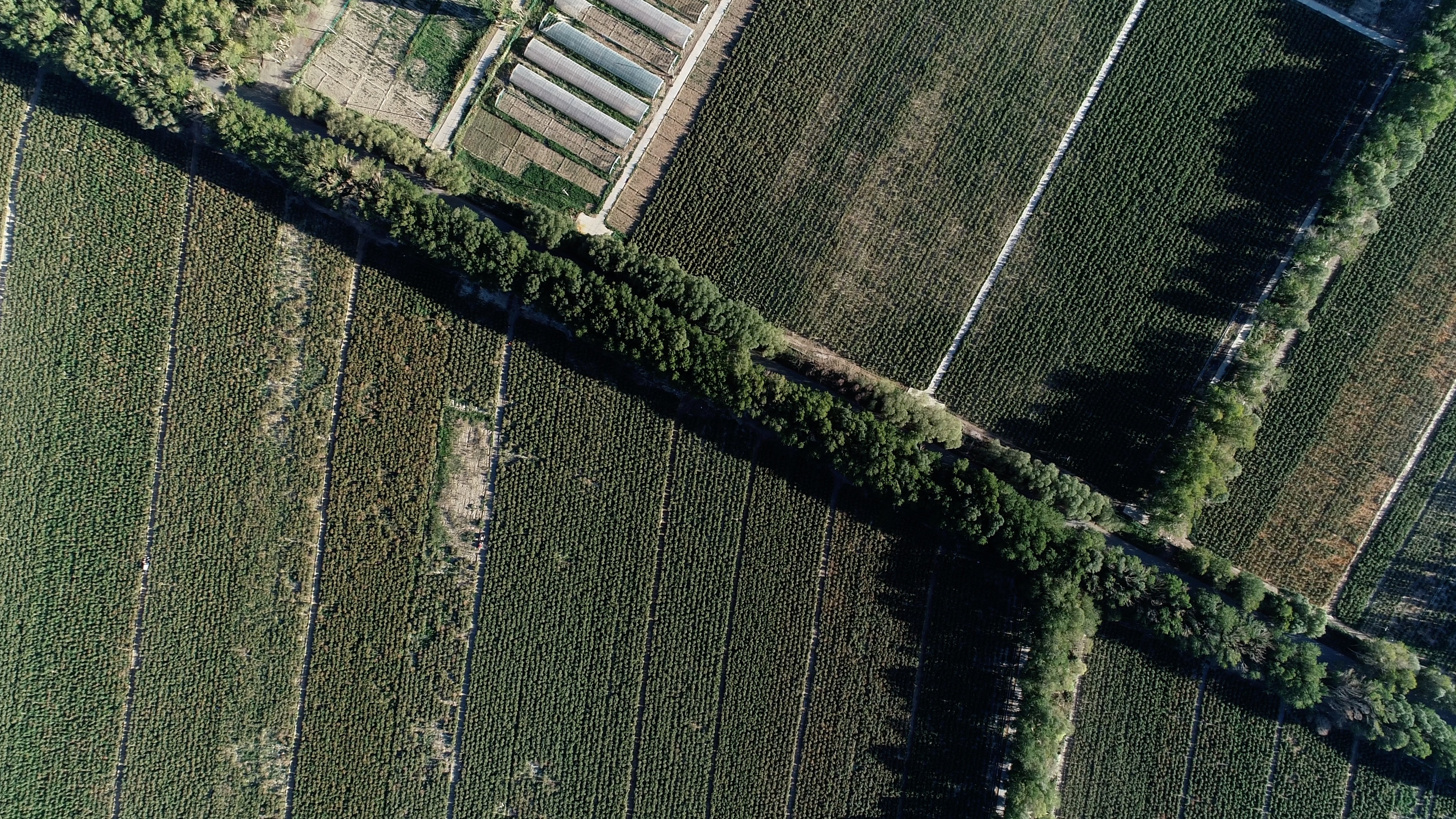 青藏高原诺木洪枸杞,青海诺木洪枸杞什么时候采摘结束