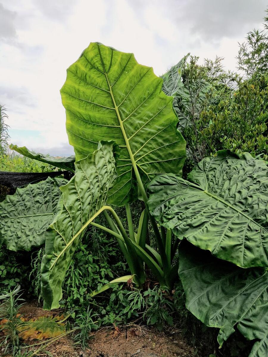滴水观音烂根怎么处理,滴水观音烂根怎样处理