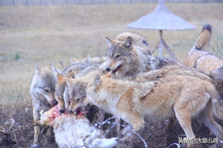 情侣野外发现尸体,情侣拜天地